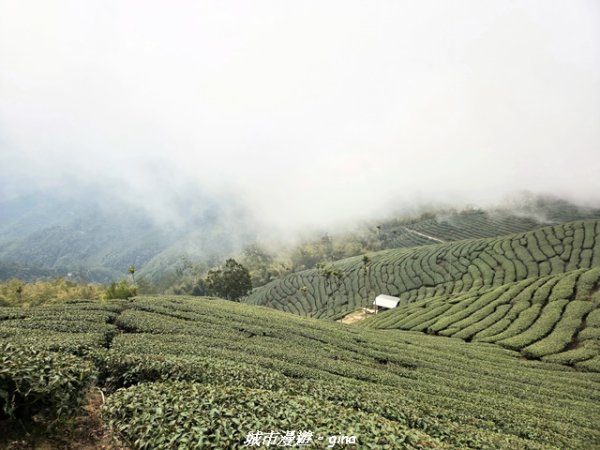 【嘉義梅山】雲嘉五連峰縱走3022297