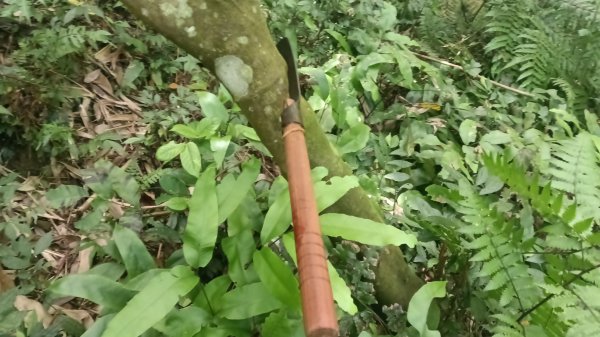 基隆市石象山-石獅山Y字走3116671