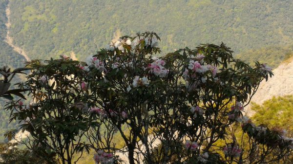 砂卡礑三雄304367