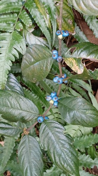Cherry Blossom Season2013600