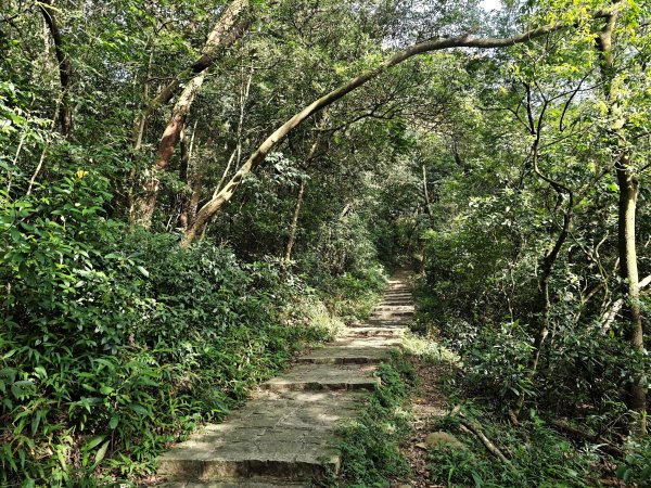 [皮皮獅動物派對-02/10] 2026_0815 仁和步道、金獅古道3112489