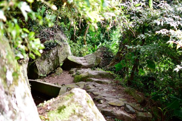 狗殷勤古道上平菁街賞櫻518019