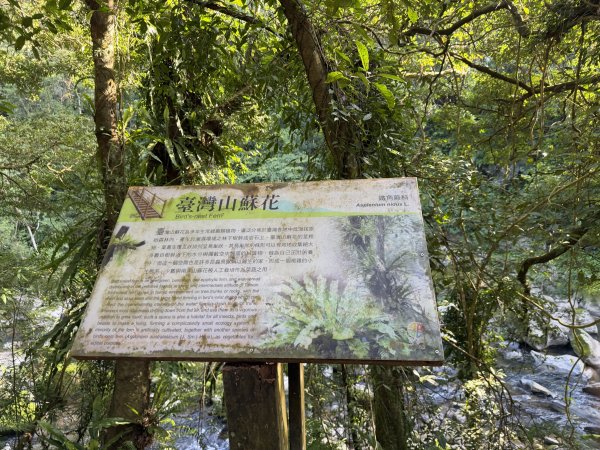 [淡蘭古道] 2026_0315 南路第二段_外按古道3016419