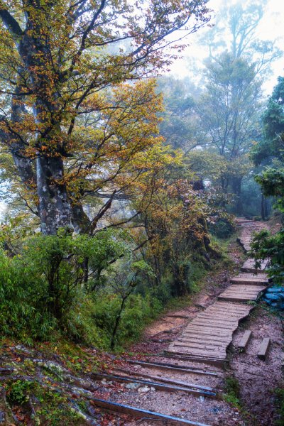 霧色下的太平山台灣山毛櫸步道1144773