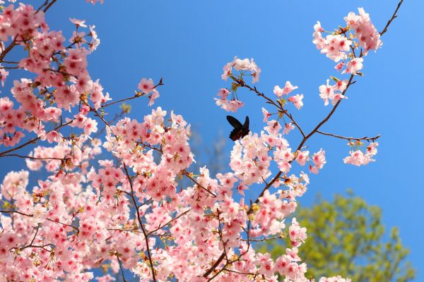 拉拉山的櫻花286520