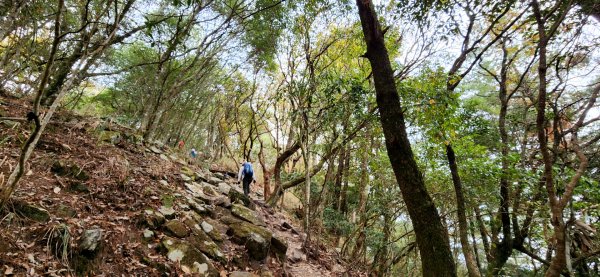 波津加山，太平蝙蝠洞延伸步道，福田賞桐生態步道，美崙山步道，台東鯉魚山2005044