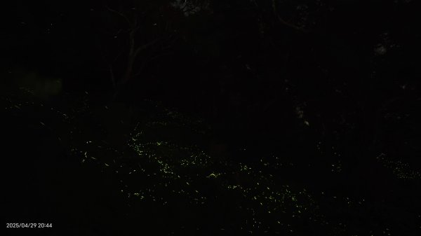 翡翠水庫壩頂 #火燒雲雲海 #日出雲海 #鱷魚島 #藍腹鷴 4/292773435