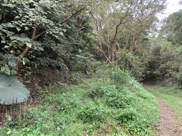 20250127屏東坪埔厝山-草山-南湖呂山西峰-南湖呂山2705099