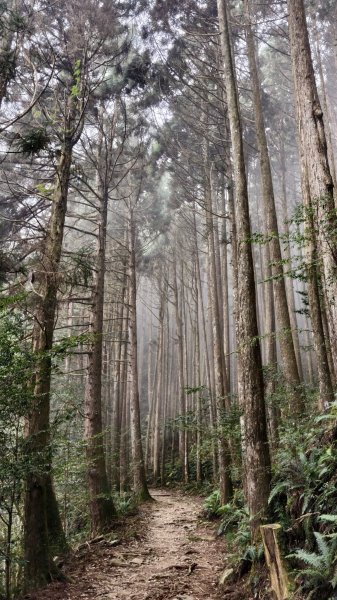 【台灣健行】山河無恙、歷史長歌  - 大雪山林場