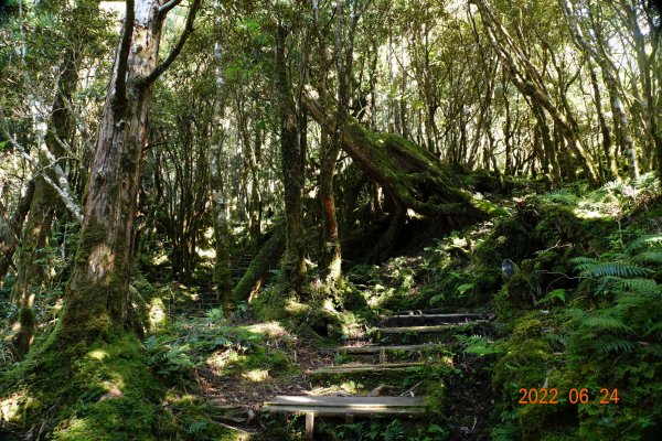 宜蘭 大同 太平山森林遊樂區 鐵杉林自然步道1743704