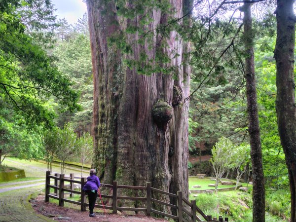 稍來小雪山國家步道、船型山、鞍馬山、鞍馬山東北峰、天池、雪山神木2799957