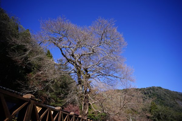 【沒有】【倚天劍】2985258