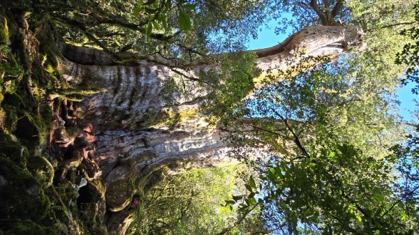 郡大林道19k之郡大神木群二刷～雲海滿出來～2451881