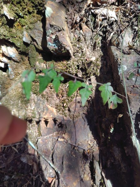 東埔走八通關古道訪龍貓公車繞對關山O型2962774