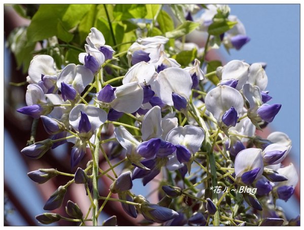 阿里山慈雲寺の紫藤2782152