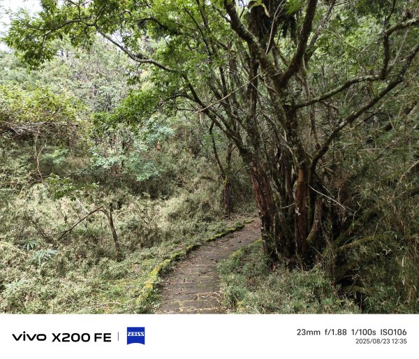 [玉山尋寶任務-05/12] 2025_0823 塔塔加步道(大鐵杉登山步道)2869646