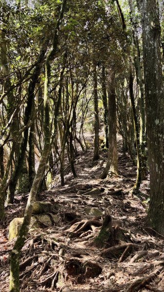 【台灣健行】山河無恙、歷史長歌  - 大雪山林場3136076