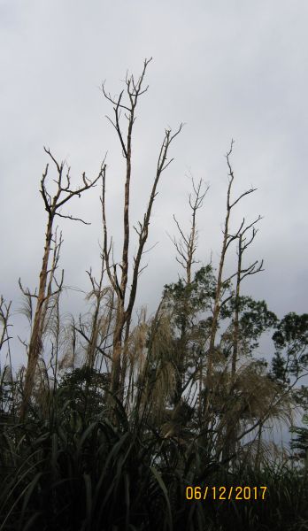 礁溪 - 聖母步道  煙雨故人來 ... 222688