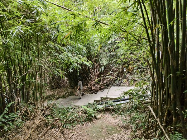 [百山百鳥尋旅-15/15] 2025_0929 硬漢嶺步道(觀音山)2900991