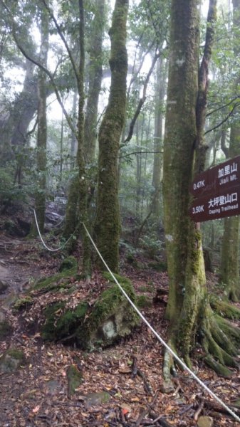 雨中的加里山步道1251300