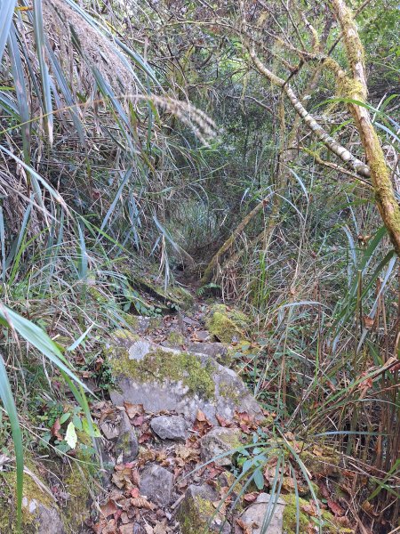 石山+阿毛神木202512112961781