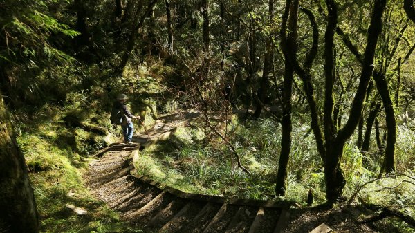 深秋限定~沒到過銅山別說看過山毛櫸447183
