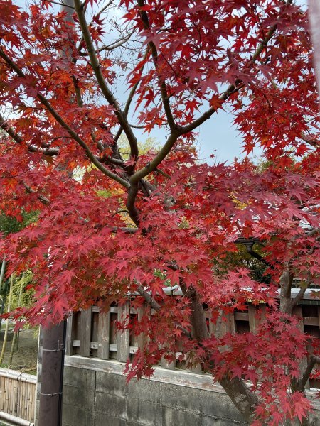 楓之絆----京都大阪賞楓2967324