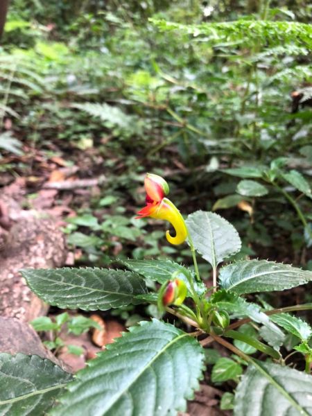 201802哭著拖上去ㄉ吉利馬札羅火山279355