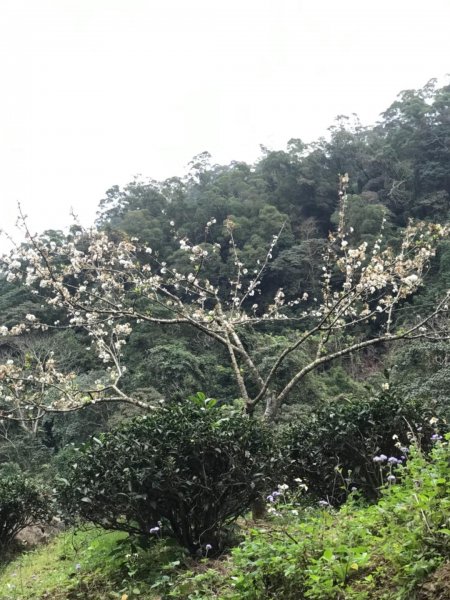 獅頭山、猿山、獅尾山三連走525975