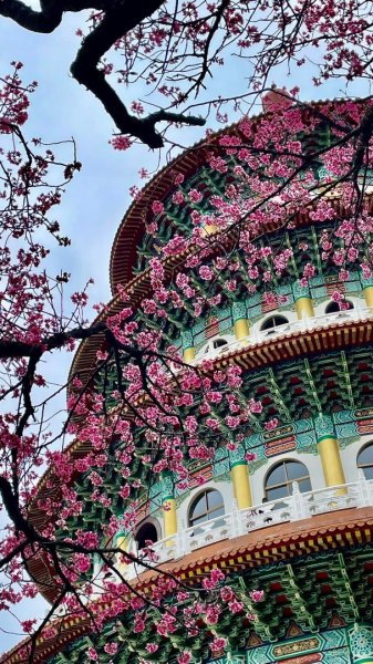 淡水天元宮賞櫻-三芝千手觀音如來2718508