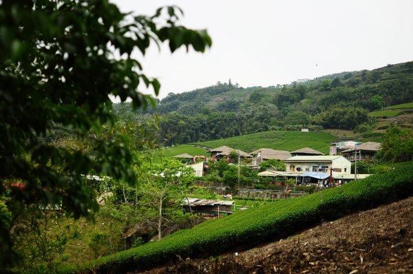鄒族雅吾瑪斯步道916901