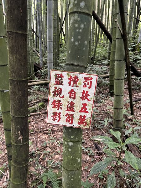 [嘉遊好步道．來嘉走走-04/10] 2024_1011 阿里山頂湖步道2624688