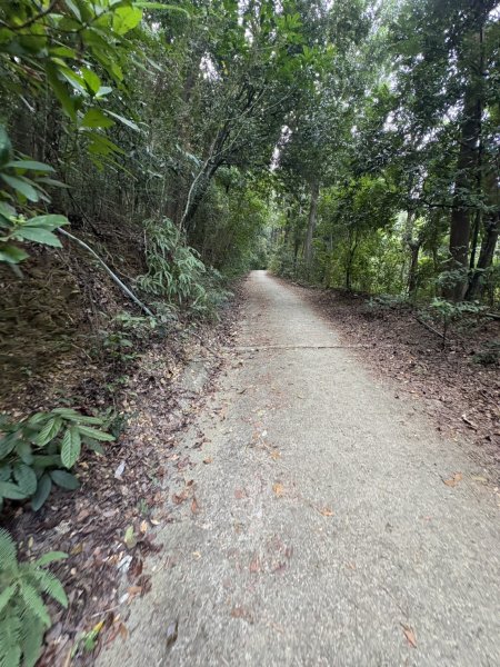 20251109棚集山步道2935229