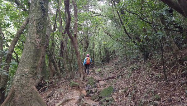 (姨婆趴趴走)第四十集:攀登健走雪山尾稜北段2455785