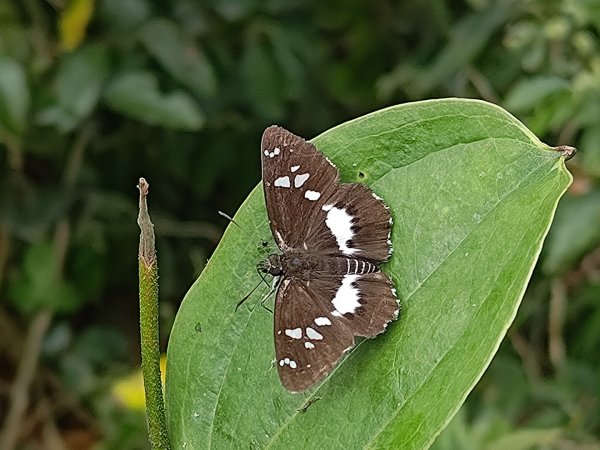 盆貿里山三盆連走2749561