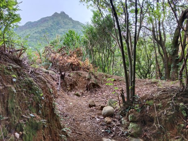 瑞芳區金瓜石砲台山+無耳茶壺山(黃金三稜)+煙囪(山)稜(黃金二稜)+水管路O型2926189