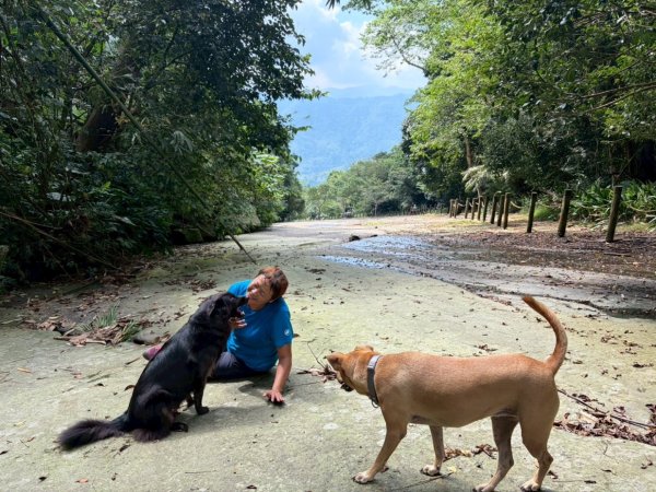 阿里山達娜伊谷、里美避難步道、巨石板步道2909939