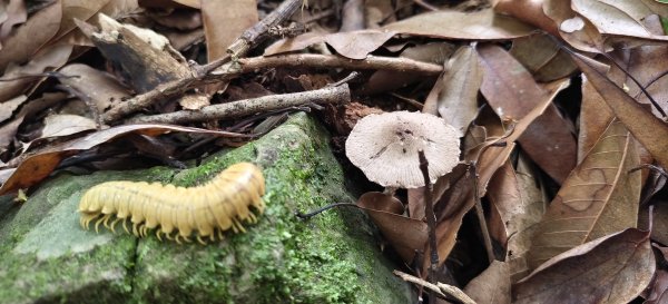 2025/05/17-凌空廊道至比麟山來回2790079