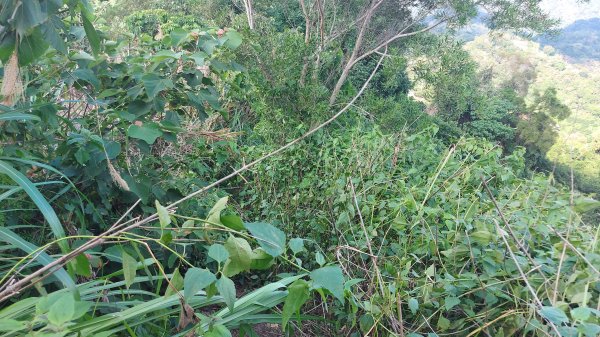 聚興山 林牛山除草1430644
