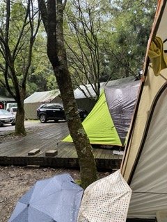 1120710觀霧國家森林風景區2938291