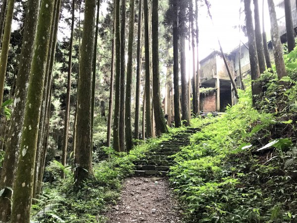 ［山系野遊］小而美的來吉古道