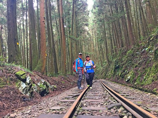 阿里山鄉神木之旅--拉拉喀斯1號神木及巨石神木348669