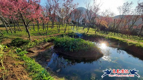 【台北市】十八挖水圳櫻花林·東昇步道·鼎筆橋·陽峰古道·風尾步道