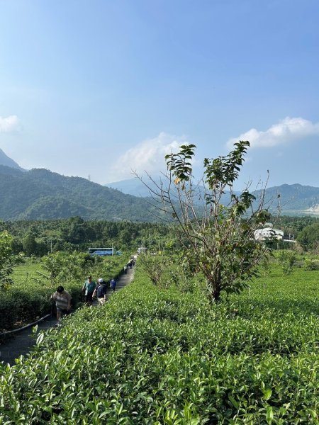 ［竹山］山坪頂茶山七星步道2909675
