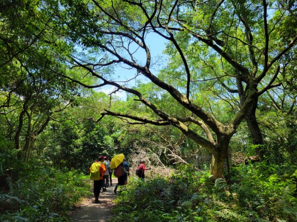 112.07.06 內湖-大崙頭山、燕溪古道2216109