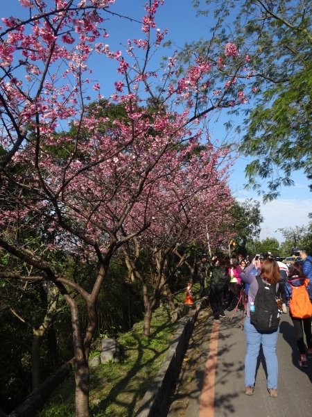 20150125屈尺古道人文健行賞櫻之旅12683