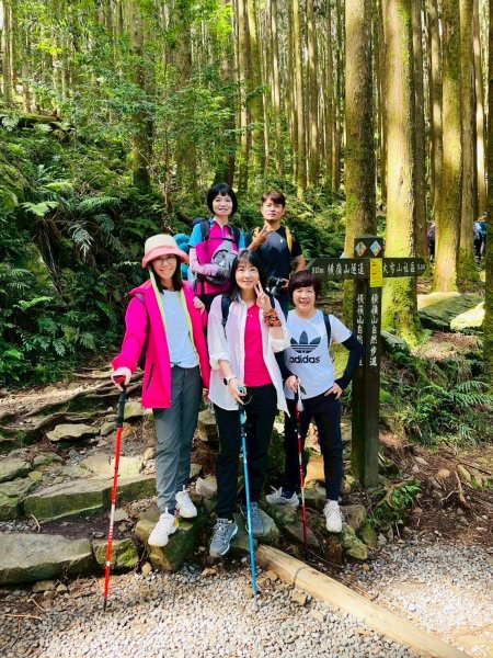 【台中和平】筆直的杉林.林相優美。 橫嶺山x沙連山P型2869022