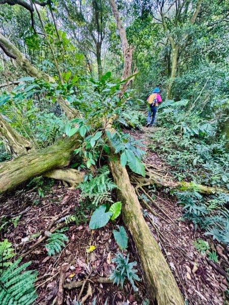 紫微聖母環山步道走六寮崙山與西南峰2989135