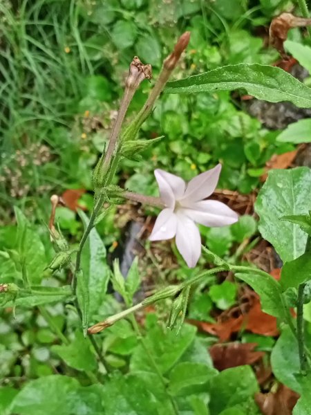 基隆河右岸尋花問草2091133