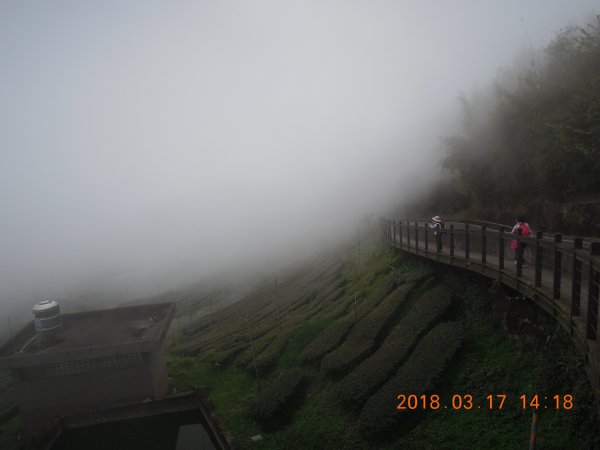 20180317_頂石棹步道839737